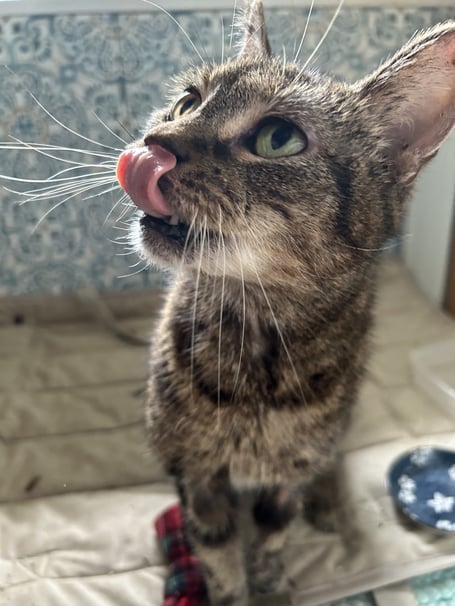 CatFest