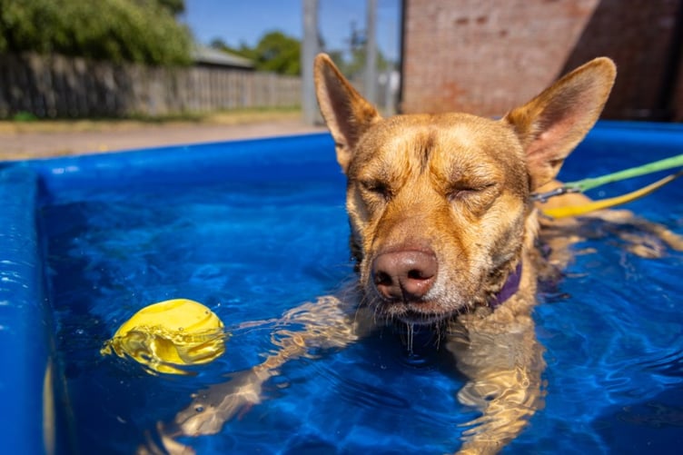 RSPCA