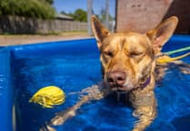RSPCA: How to keep pets cool in heatwave