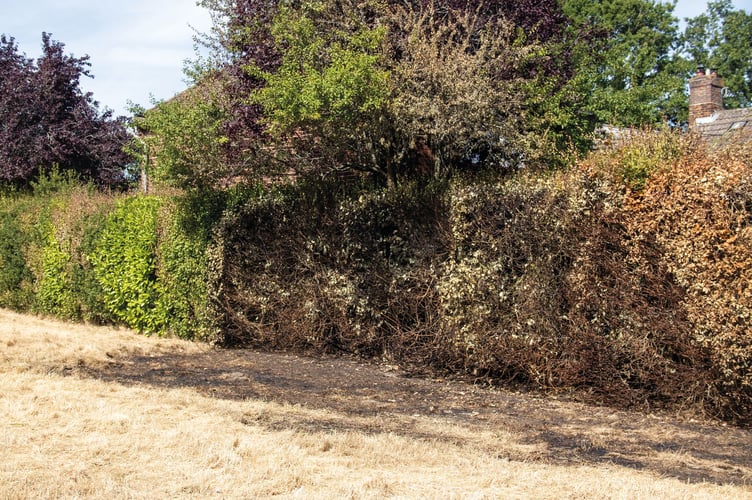 The burnt grass and hedge in Little Heath Road, Chobham that were probably set alight by a discarded cigarette end.