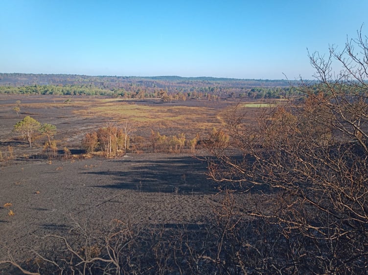Pirbright Ranges after a wildfire. Image: Surrey Wildlife Trust