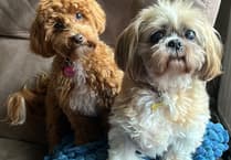 Much-missed pets will never be forgotten on Walk to Remember