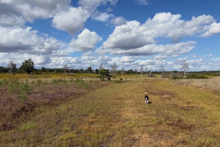 Chobham Common