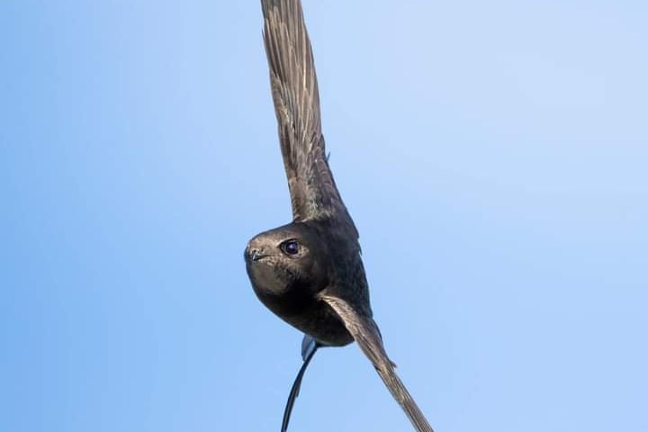 A swift in flight (Sarah Davies)