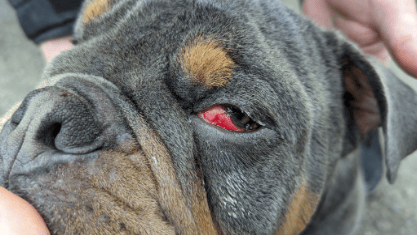 Animal beatings in Surrey on the rise