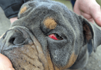 Animal beatings in Surrey on the rise, reports RSPCA