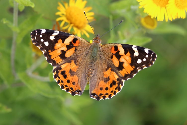 Painted Lady_Mark Searle, Butterfly Conservation