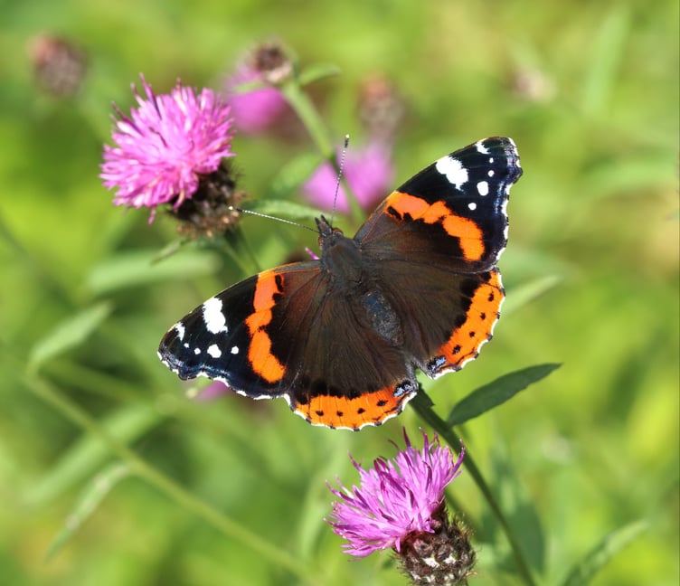 Red Admiral Mark Searle, Butterfly Conservation