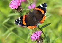 The remarkable journey of a painted lady