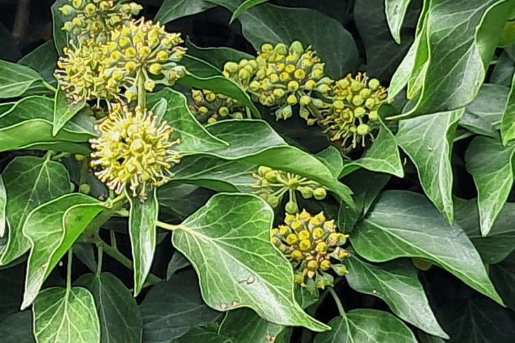 Ivy in bloom. Image: Sue Slater