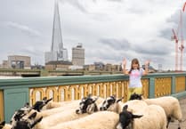 Raising the baa: Nina joins London sheep drive