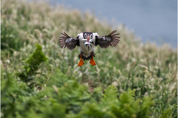 Puffin Returning With Food For Its Young by Rob Lewis