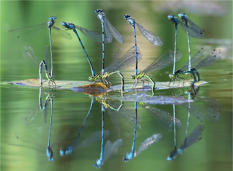 Damselflies spring into action by Wendy Almond