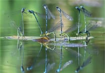 Woking Photographic Society begins new season in style