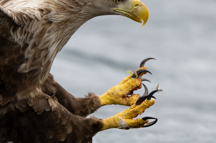 White-Tailed Eagle About To Strike by Richard Sheldrake