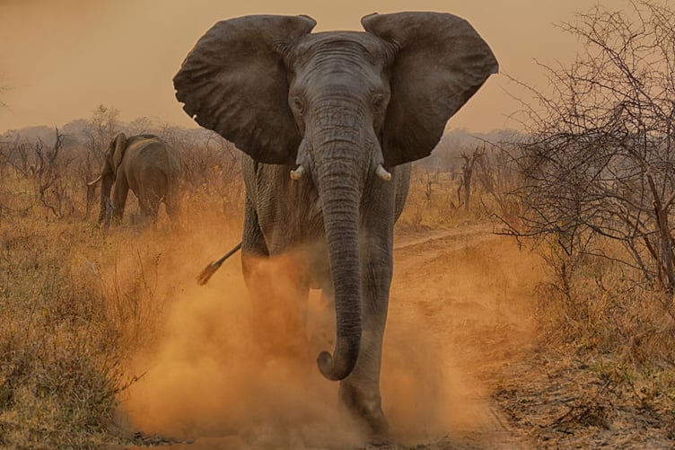 Bull Elephant Mock Charging by Sally Howard