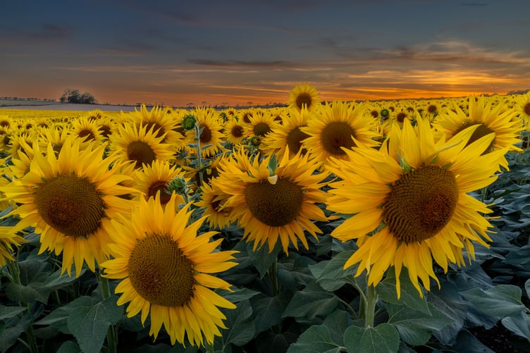 A Head Above The Rest At Sunset by Angela Cleary