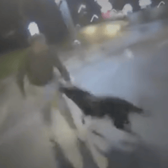Bodycam shows brave police dog face knife attack