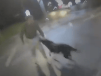 Bodycam shows brave police dog face knife attack
