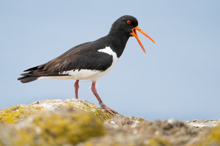 Droughts threaten the habitats of wading birds, including the oystercatcher