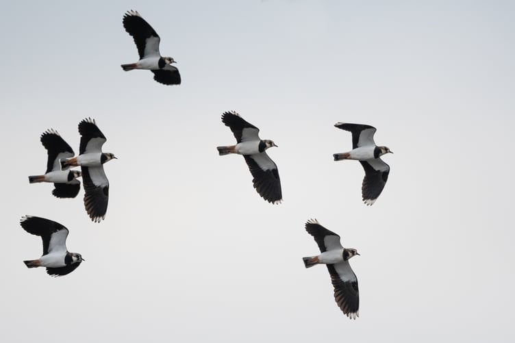 Lapwings_by_Philip_Croft_BTO