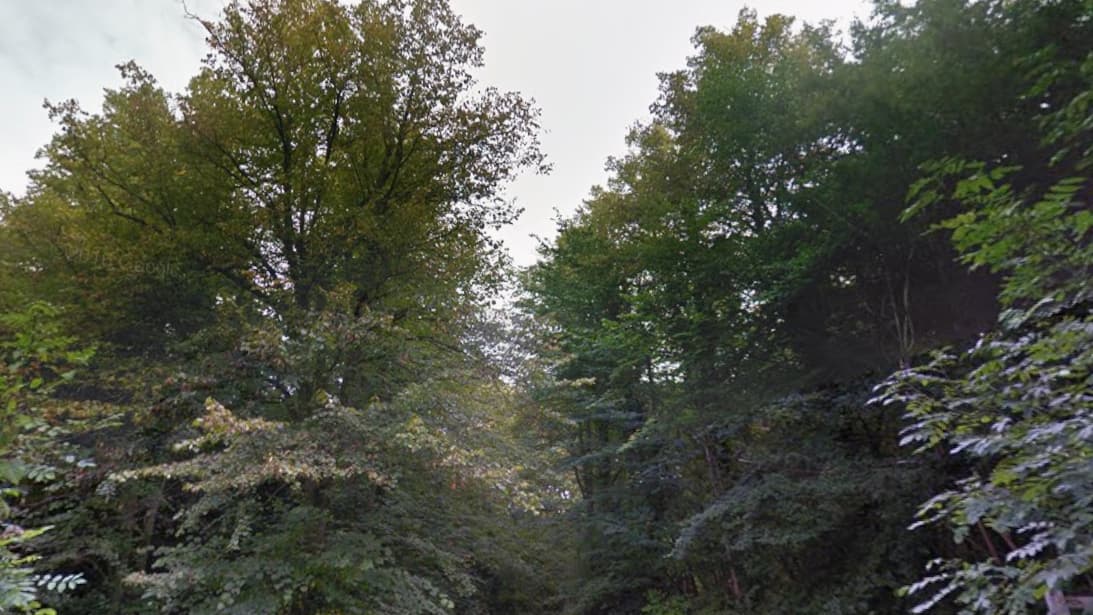 Surrey exceeds tree target with 885,000 planted