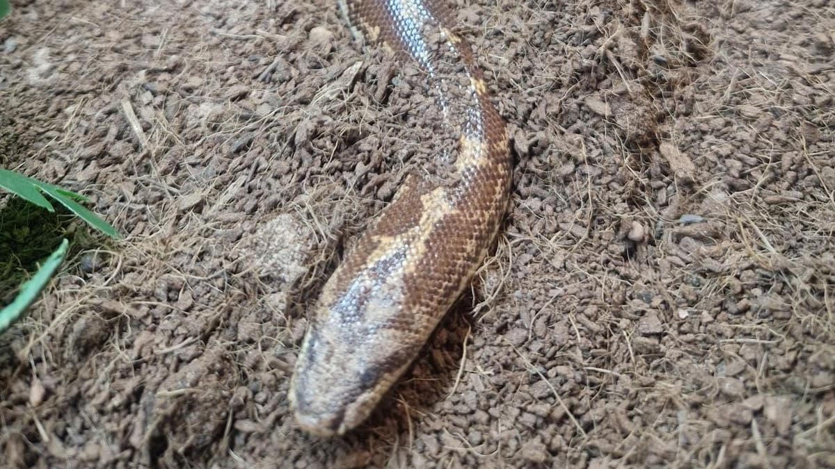 'Virgin birth' as Surrey snake has nine babies