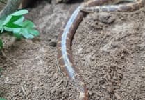 Rare 'virgin birth' at Surrey college as snake produces nine babies without a mate
