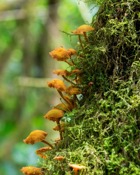 Fungus on a tree trunk. Image: Arturo Ane, Pixabay