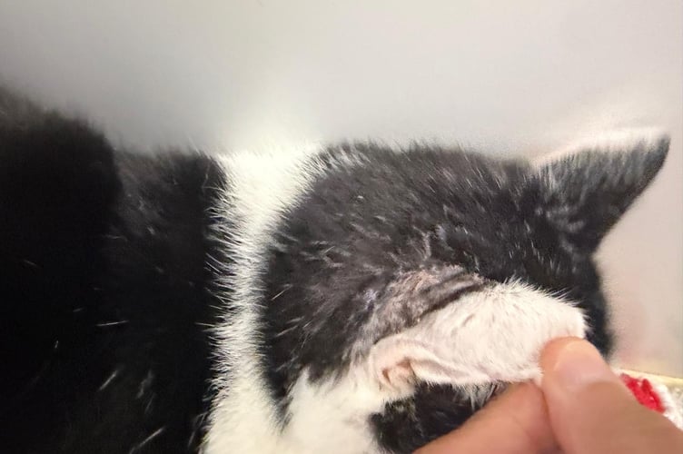 Henry the cat's shotgun pellet wound.