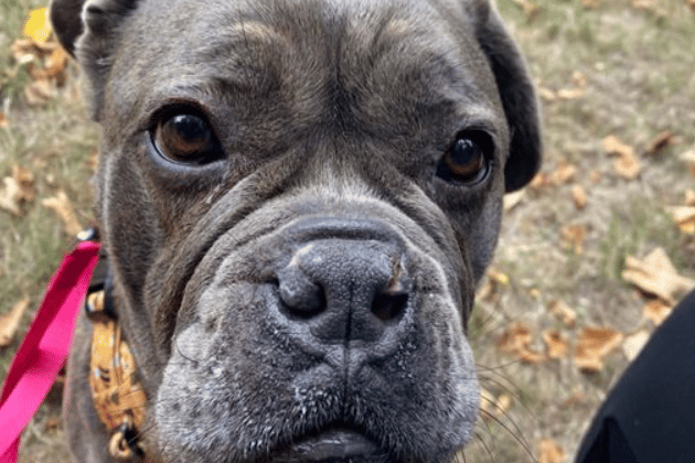 Callie the dog needs a new home.