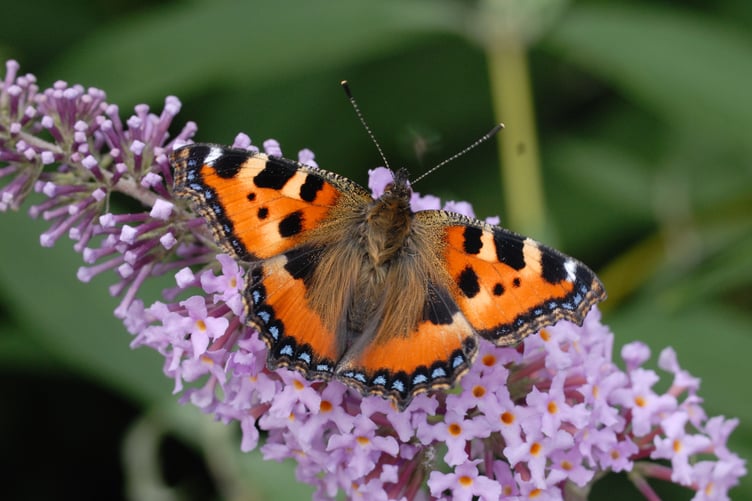 Small Tortoiseshell on Buddleja by Jim Asher
