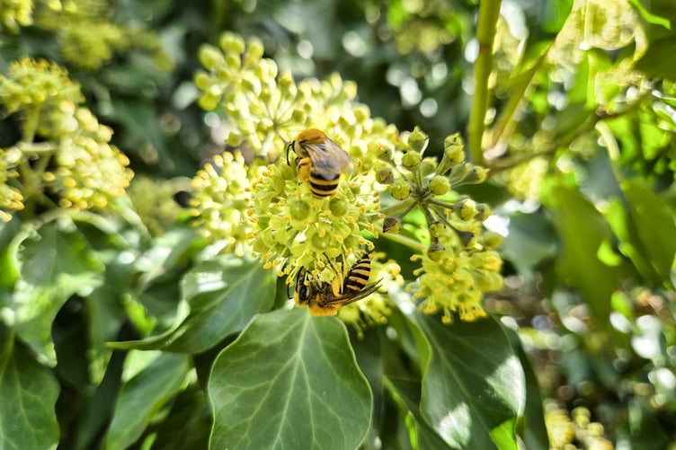 Ivy bees on ivy by Pete Hughes